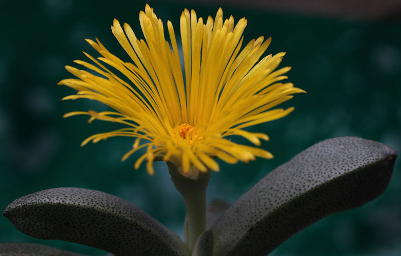 Pleiospilos nelii